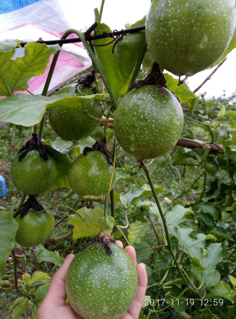百香果苗10~20cm