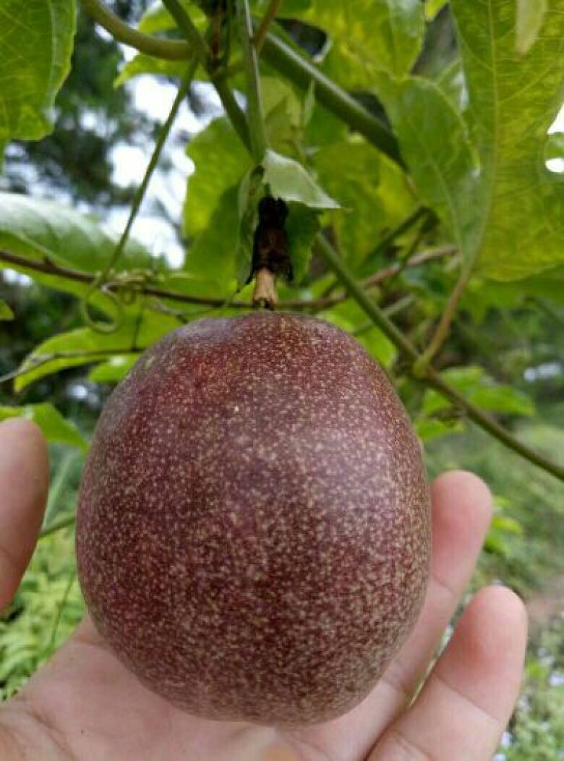 百香果苗10~20cm