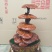 赤芝12~15公分