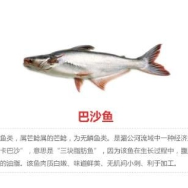 巴沙鱼