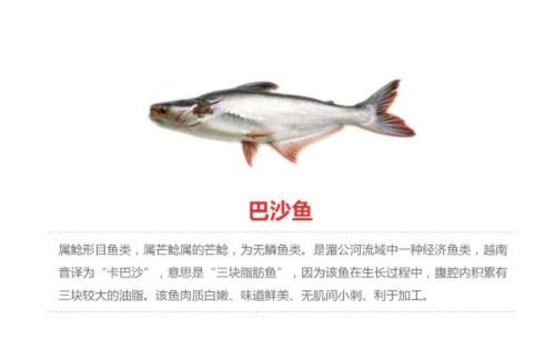巴沙鱼
