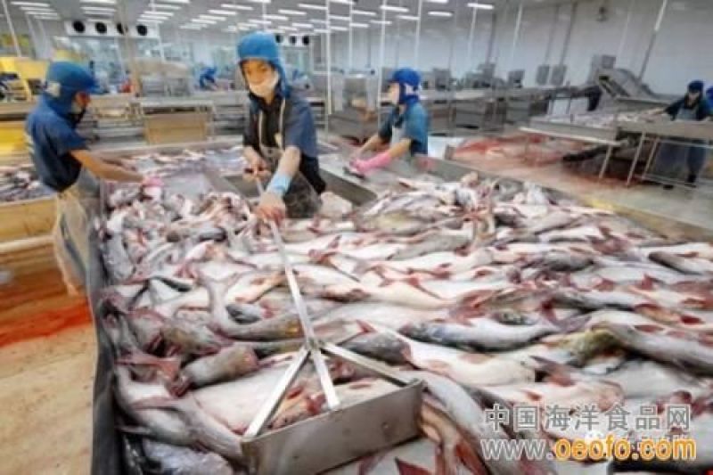 巴沙鱼