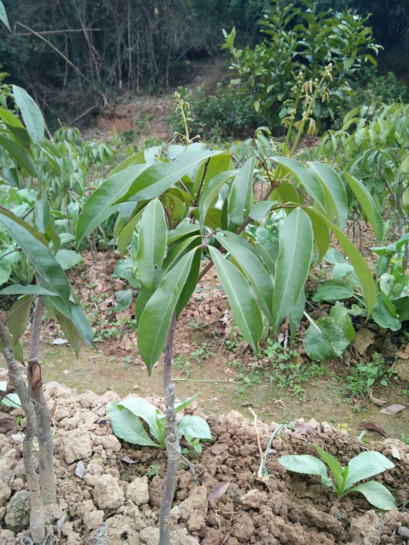无核荔枝苗30~50cm