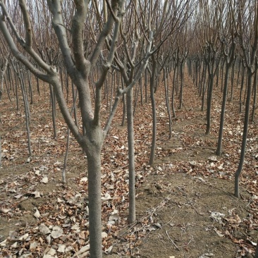 紫叶李