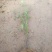 南方红豆杉苗高度15公分3元
