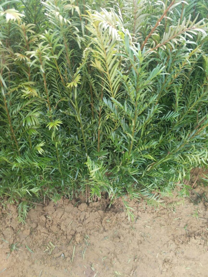 南方红豆杉苗高度15公分3元