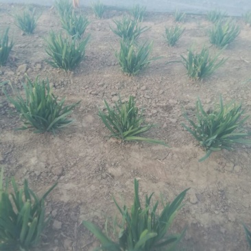韭菜头茬