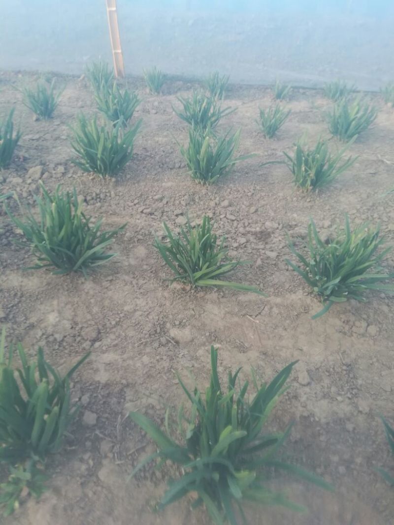 韭菜头茬