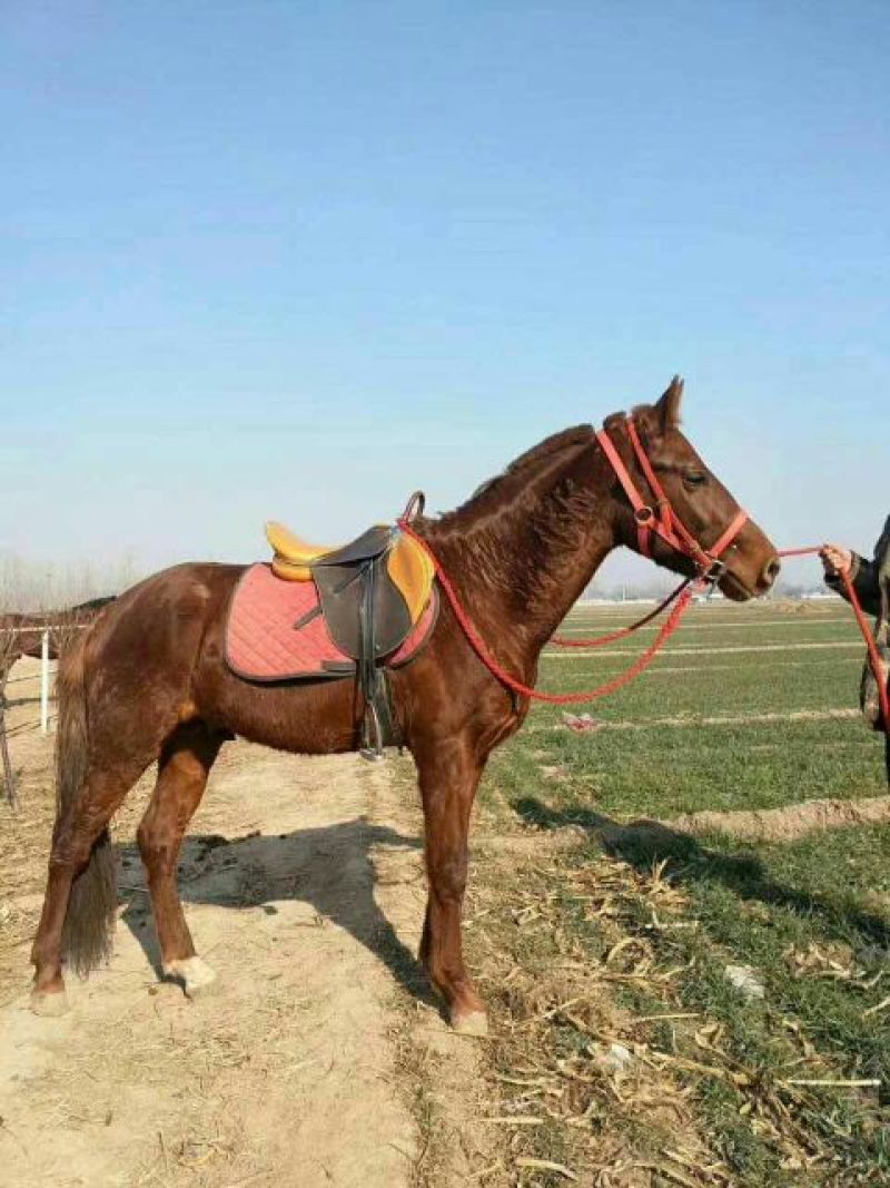 肉马骑乘马旅游区用马阿拉伯马蒙古马伊犁马