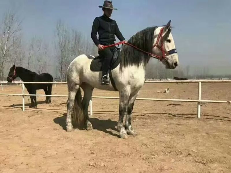 肉马骑乘马旅游区用马阿拉伯马蒙古马伊犁马