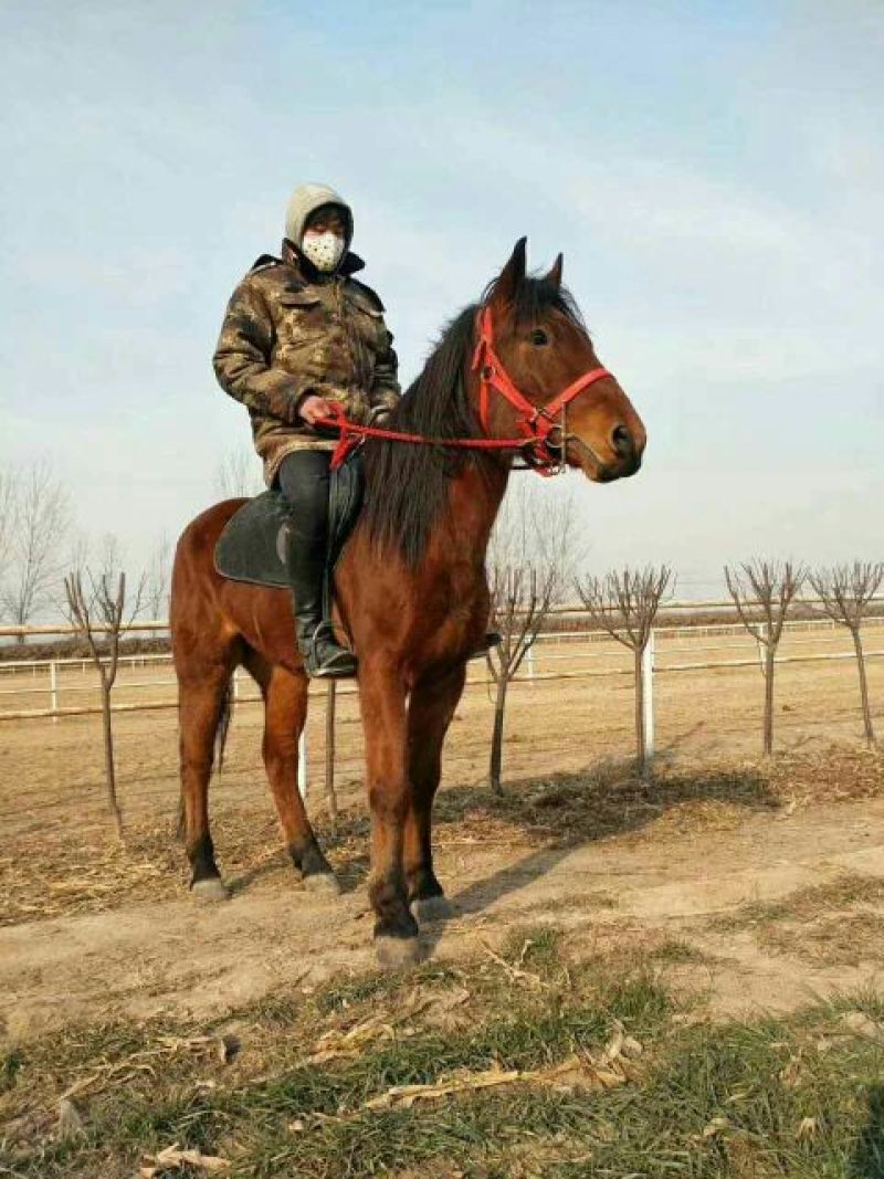 肉马骑乘马旅游区用马阿拉伯马蒙古马伊犁马