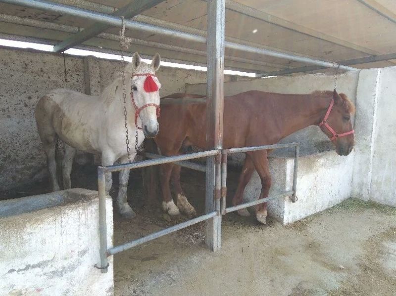 肉马骑乘马旅游区用马阿拉伯马蒙古马伊犁马