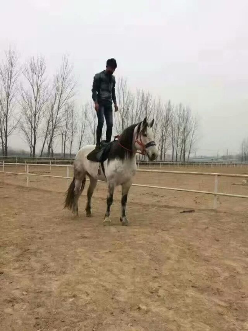 肉马骑乘马旅游区用马阿拉伯马蒙古马伊犁马