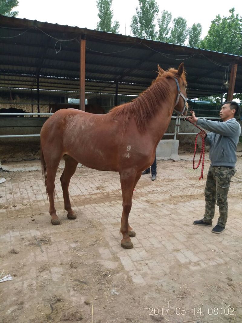 肉马骑乘马旅游区用马阿拉伯马蒙古马伊犁马