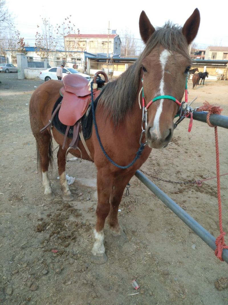 半血马骑乘马价格马驹价格温血马纯血马俱乐部骑乘马