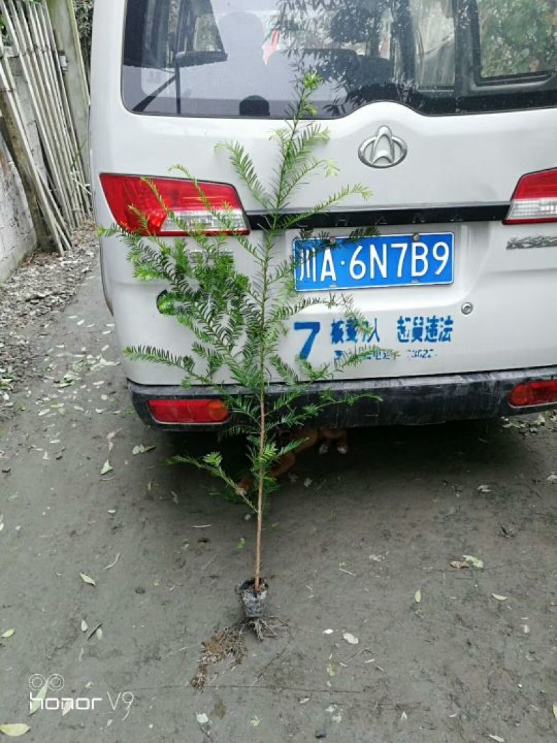 红豆杉盆景红豆杉树苗，可带杯，