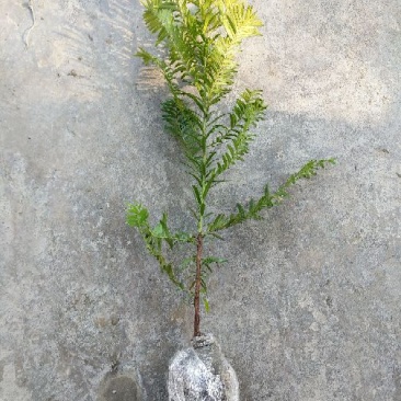 红豆杉盆景红豆杉树苗，可带杯，