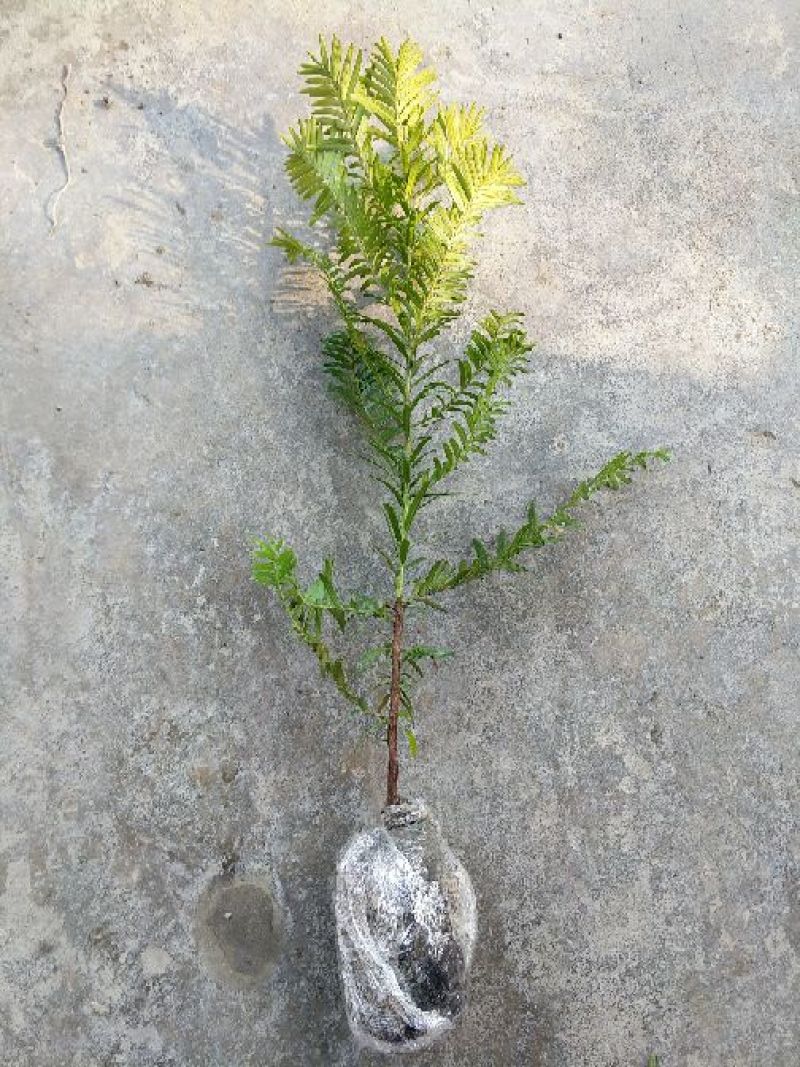 红豆杉盆景红豆杉树苗，可带杯，