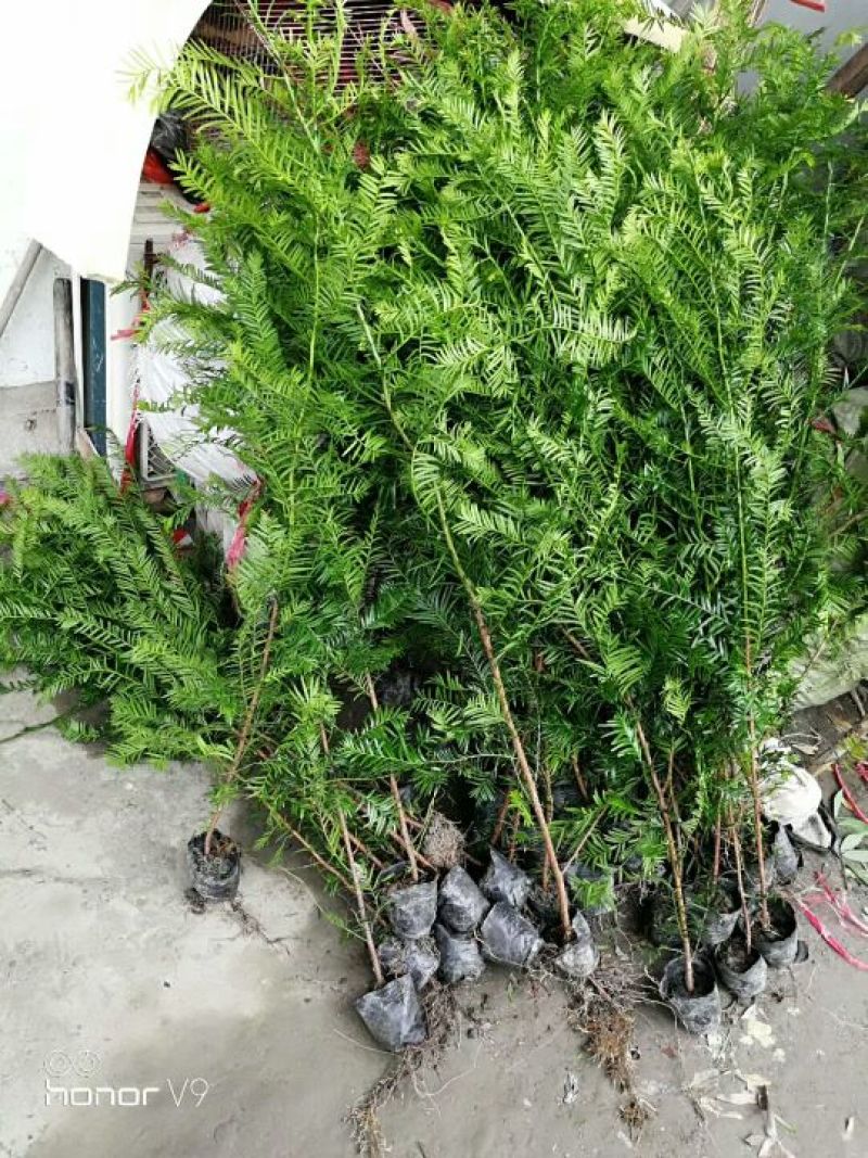 红豆杉盆景红豆杉树苗，可带杯，