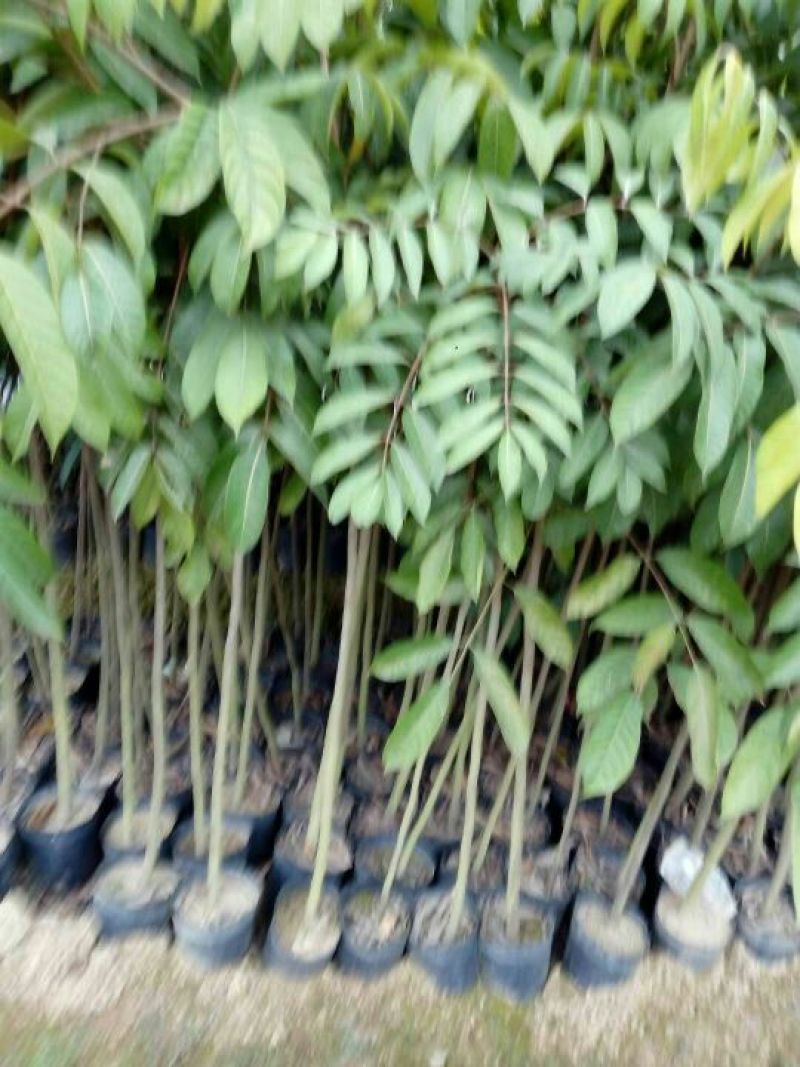 橄榄树苗，乌橄榄苗，三稔橄榄，欢迎各位新老客户