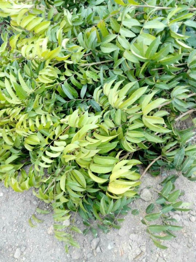 橄榄树苗，乌橄榄苗，三稔橄榄，欢迎各位新老客户