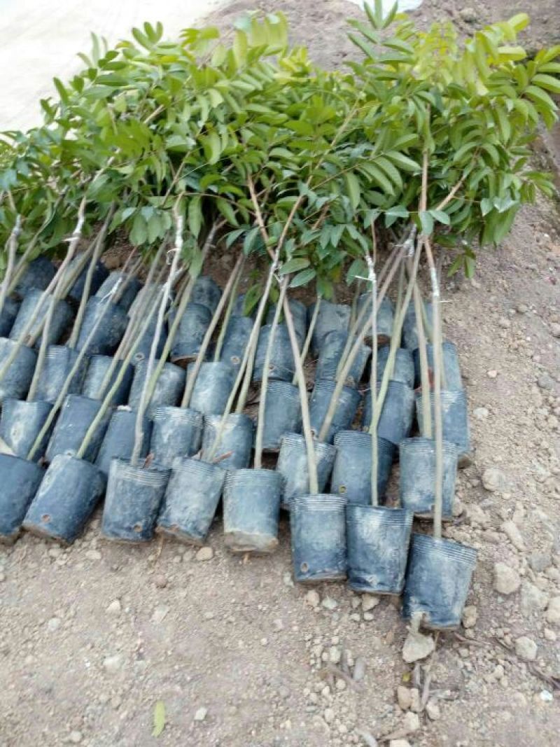 橄榄树苗，乌橄榄苗，三稔橄榄，欢迎各位新老客户