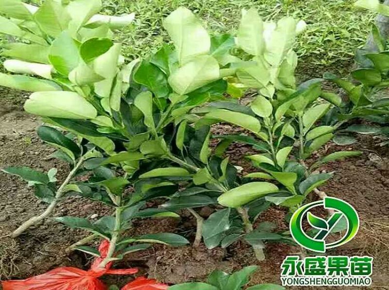 柚子树苗0.5~0.8cm0.8~1m