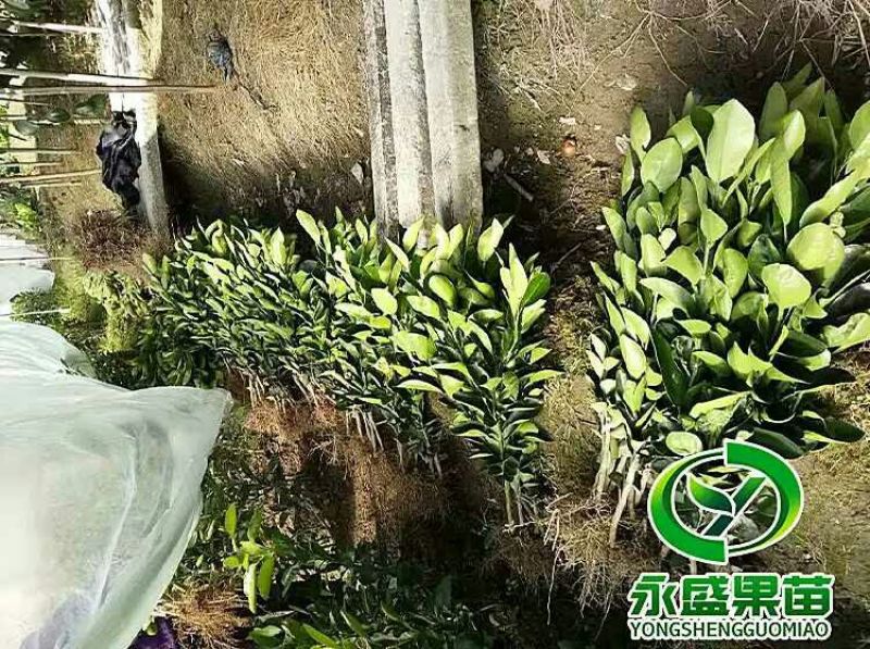 柚子树苗0.5~0.8cm0.8~1m