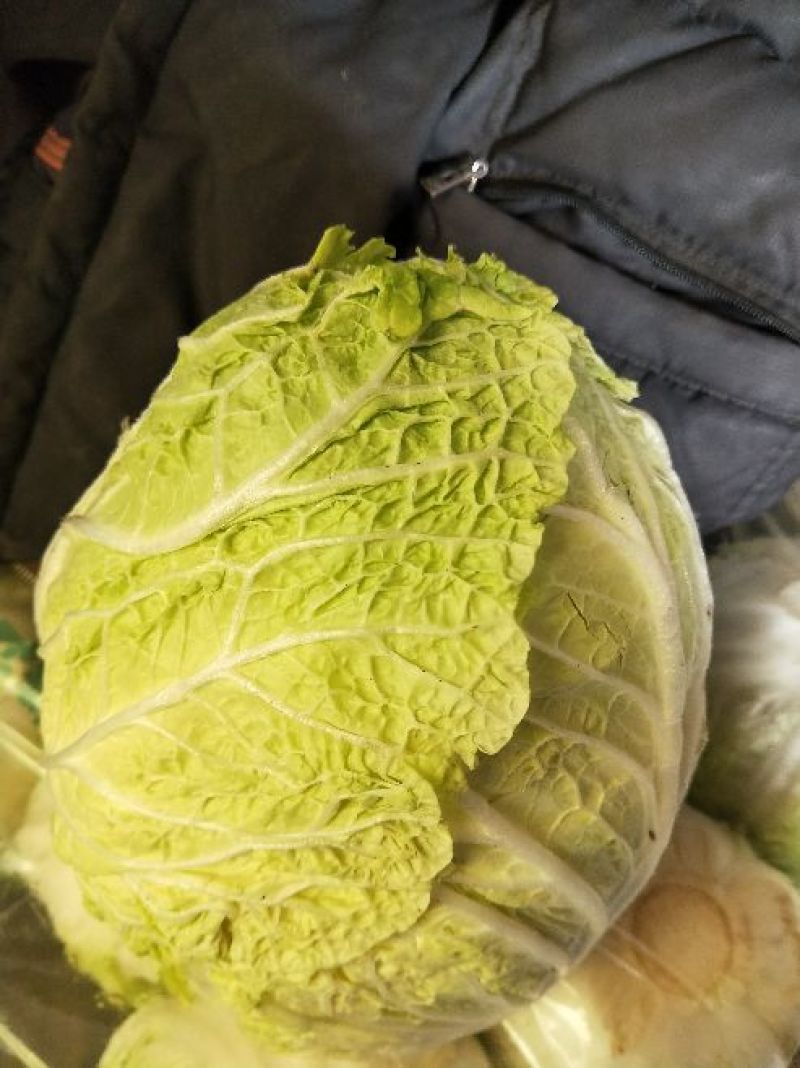 黄心白菜7斤以上毛菜