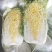 黄心白菜7斤以上毛菜
