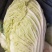 黄心白菜7斤以上毛菜