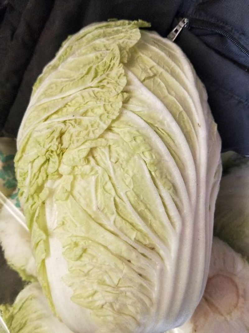 黄心白菜7斤以上毛菜