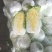 黄心白菜7斤以上毛菜