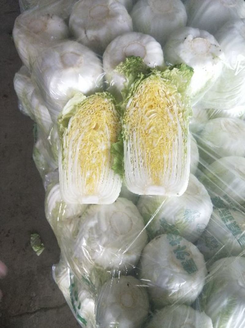 黄心白菜7斤以上毛菜