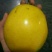 金霸黄金百香果种苗10~20cm
