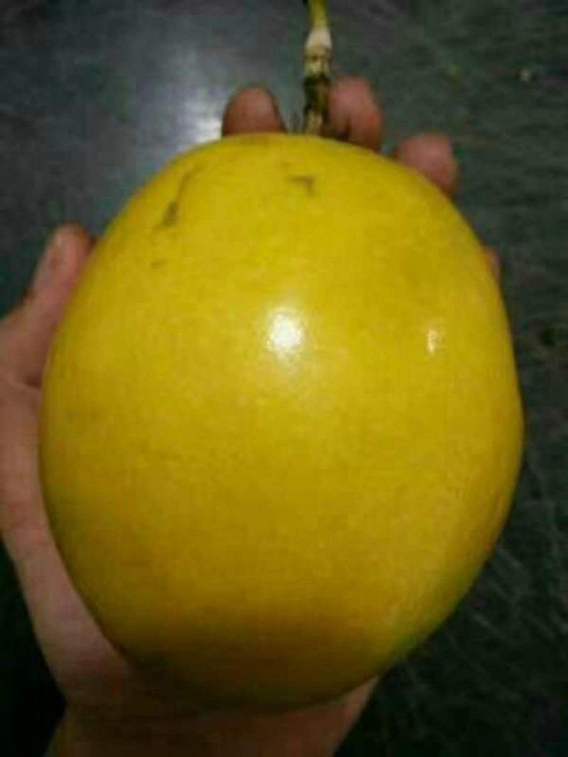 金霸黄金百香果种苗10~20cm
