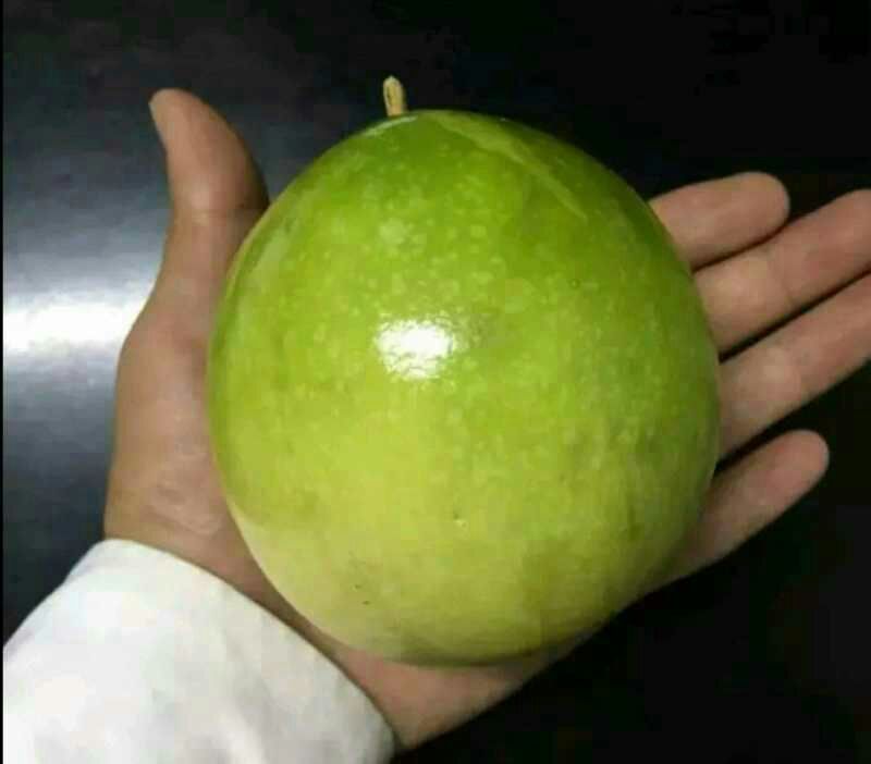 金霸黄金百香果种苗10~20cm