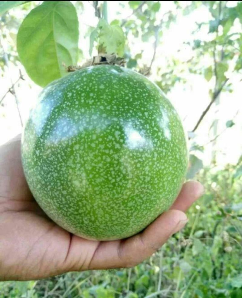 金霸黄金百香果种苗10~20cm