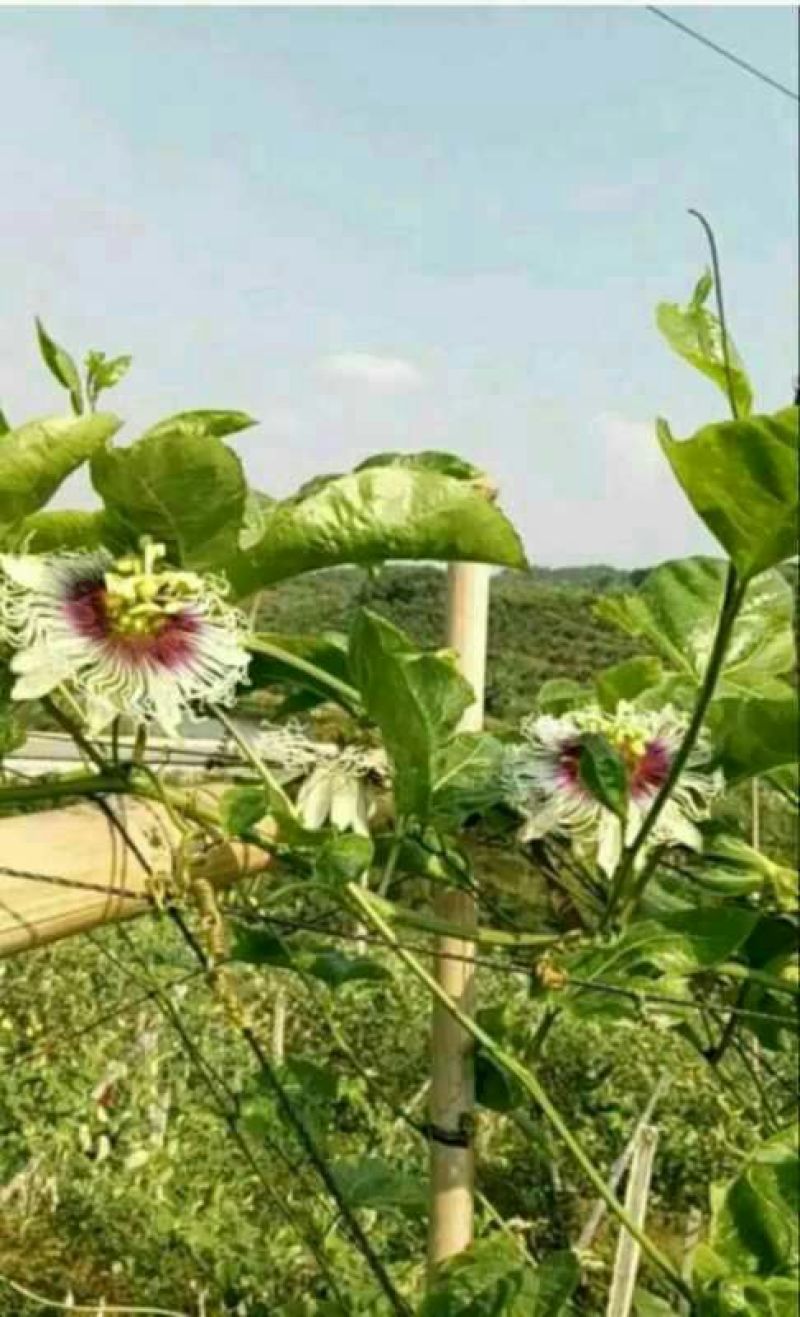 金霸黄金百香果种苗10~20cm