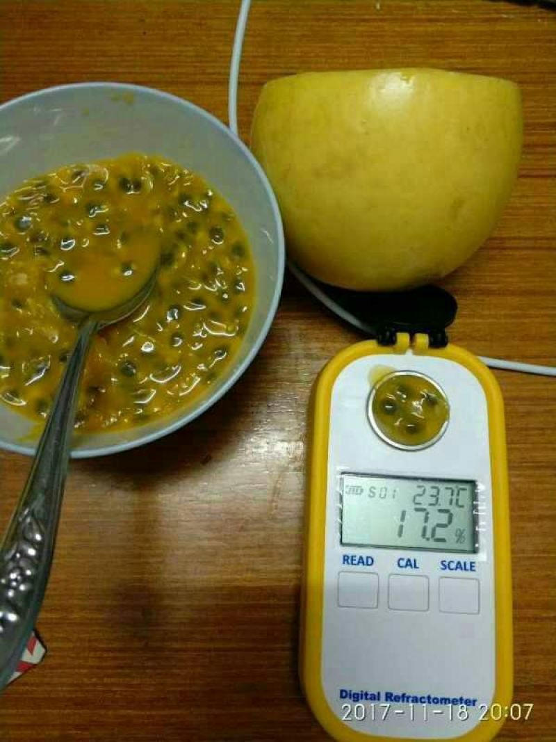 金霸黄金百香果种苗10~20cm