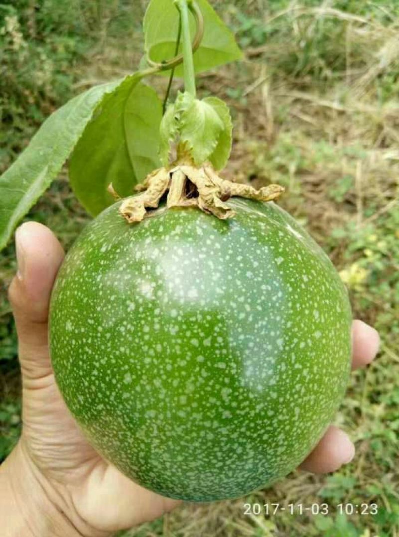 金霸黄金百香果种苗10~20cm