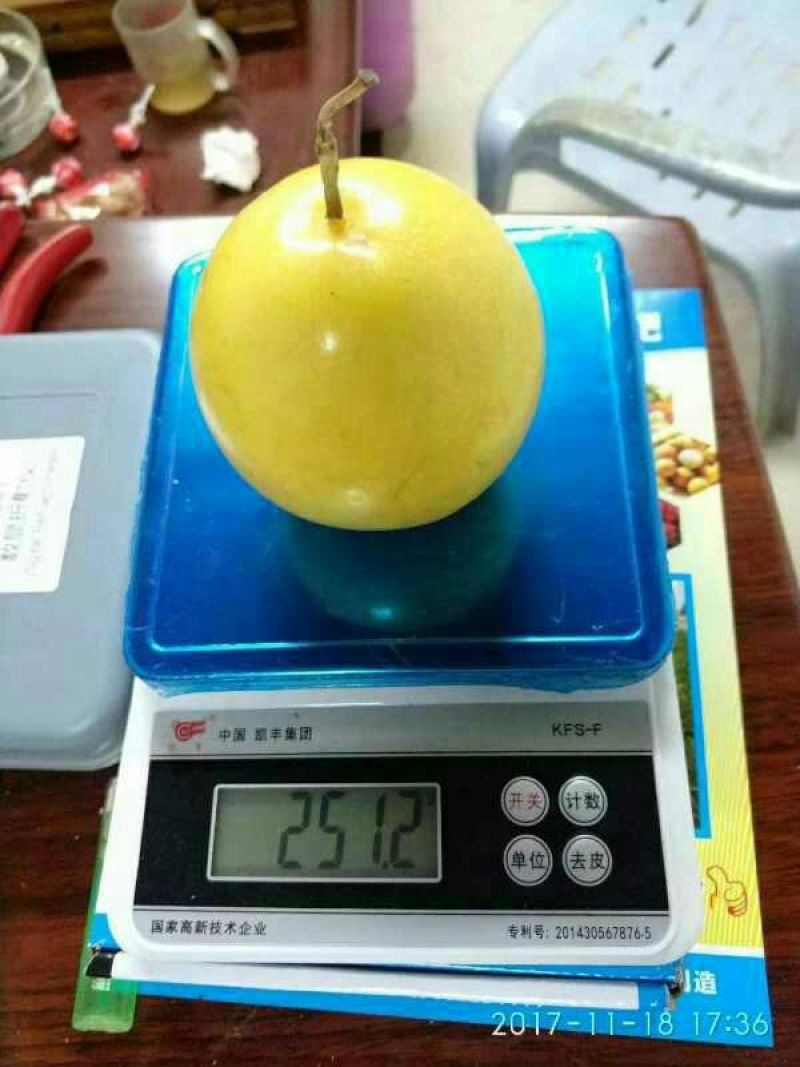 金霸黄金百香果种苗10~20cm