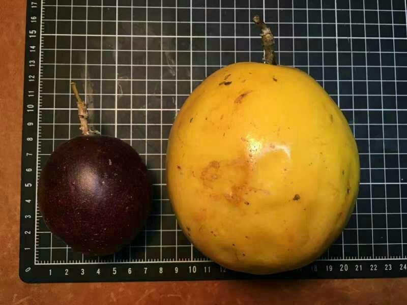 金霸黄金百香果种苗10~20cm