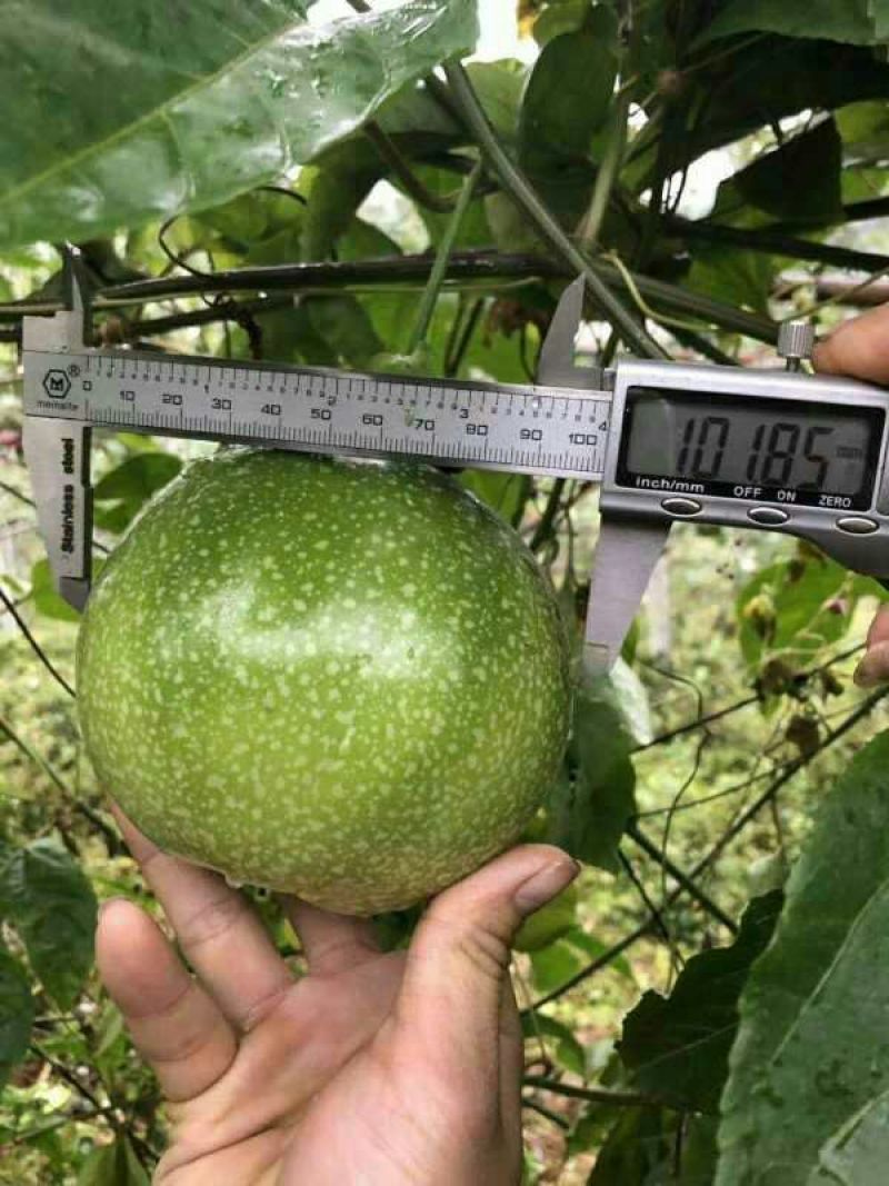 金霸黄金百香果种苗10~20cm