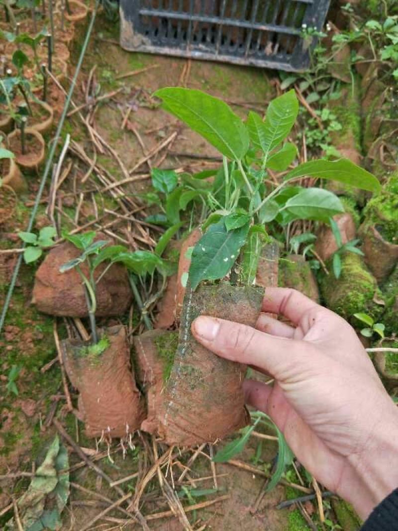 金霸黄金百香果种苗10~20cm