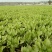 油麦菜20~25cm以上