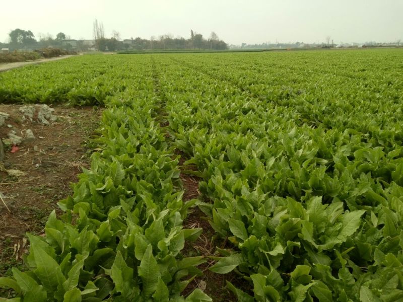 油麦菜20~25cm以上
