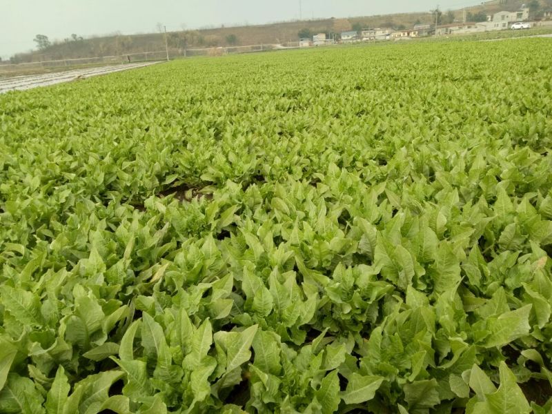 油麦菜20~25cm以上