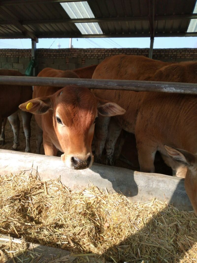 鲁西黄牛牛犊价格肉牛犊养殖杂交黄牛价格