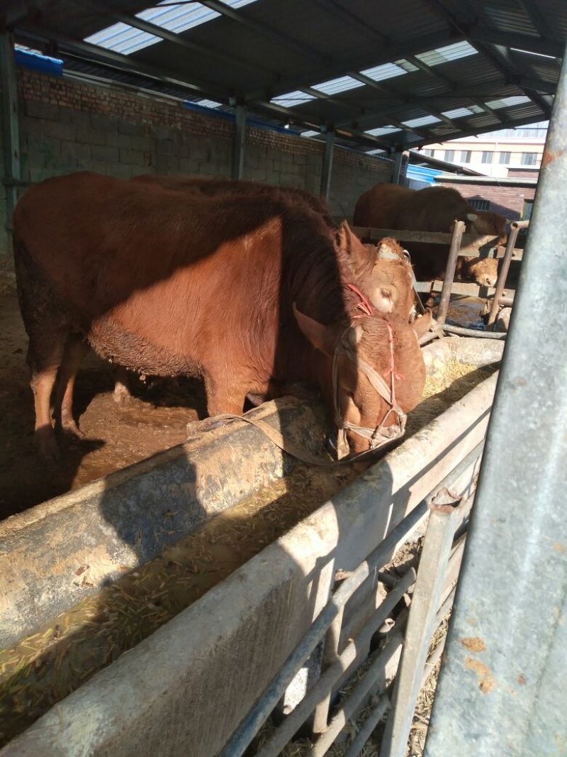 鲁西黄牛牛犊价格肉牛犊养殖杂交黄牛价格